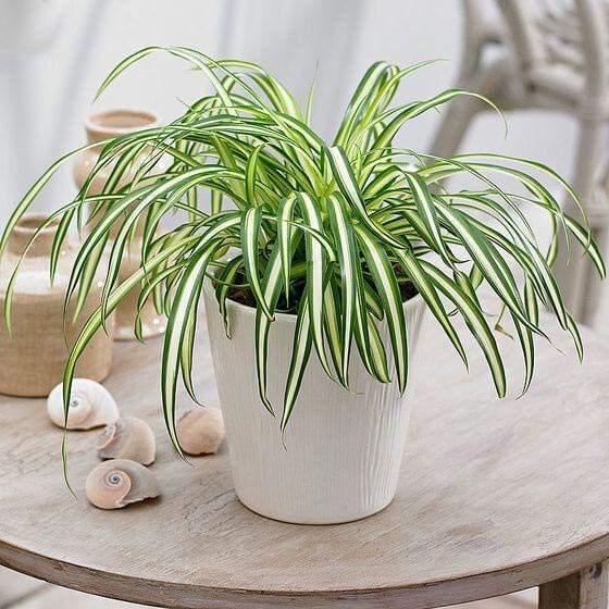 Essential Houseplants for a Lively Workplace