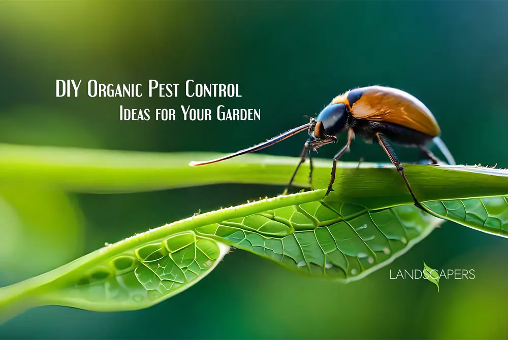 Pest Control Ideas