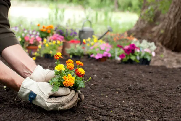 Cultivate Beautiful Flower Beds