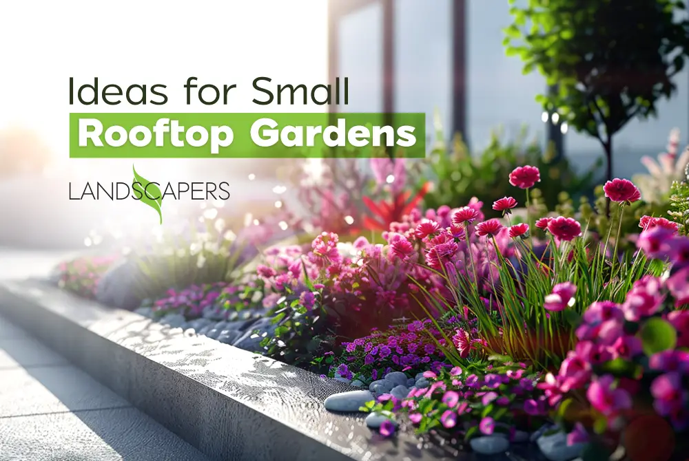 Innovative Landscaping Ideas for Small Rooftop Gardens in Dhaka