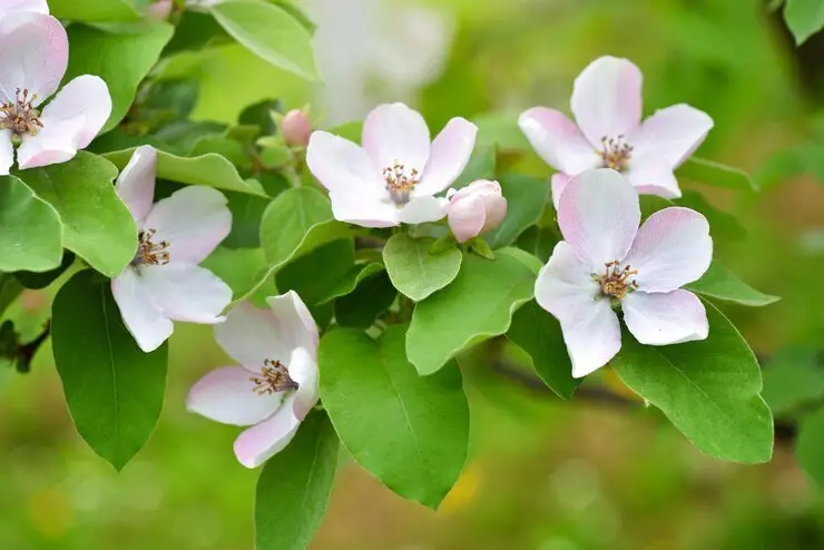 blossoming quince-cydonia-oblonga natural background