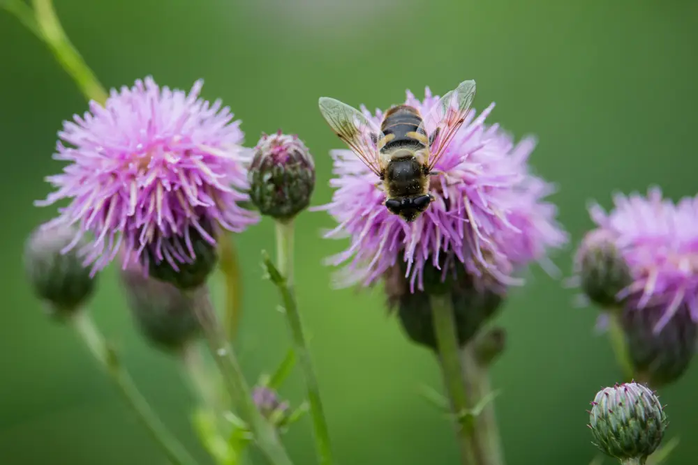 closeup bee knapweed field sunlight