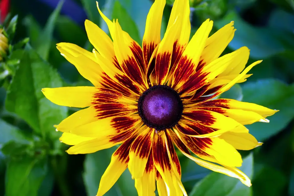 closeup shot gazania ridens south tirol italy