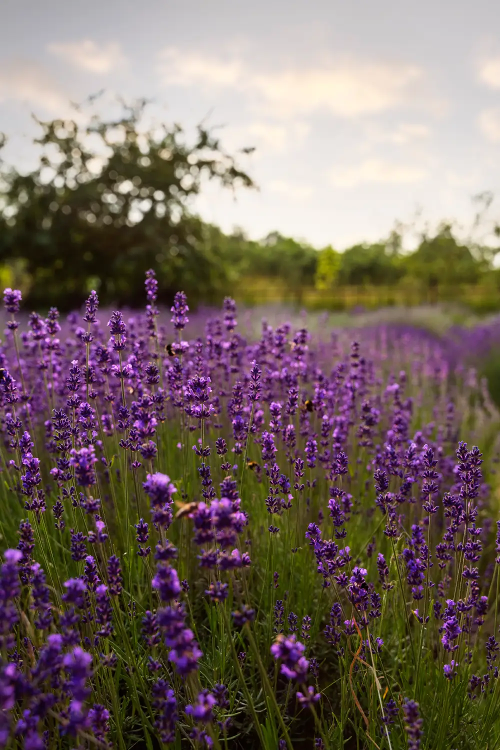 high angle beautiful-landscape with lavender