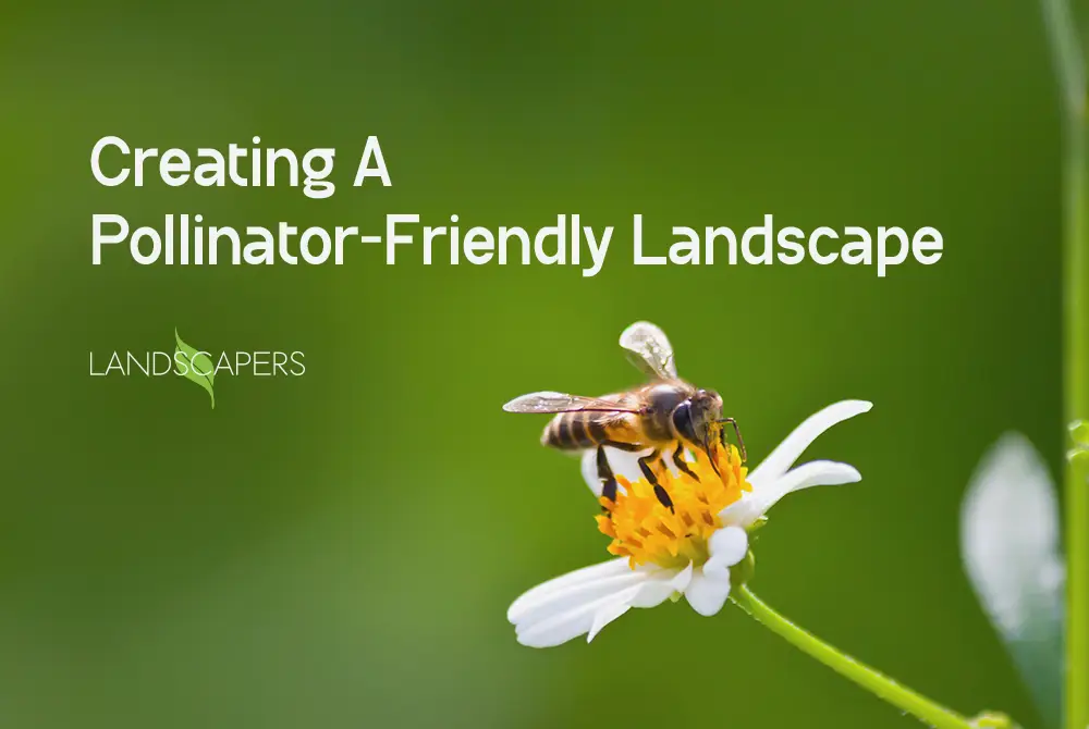 Pollinator-Friendly Landscape