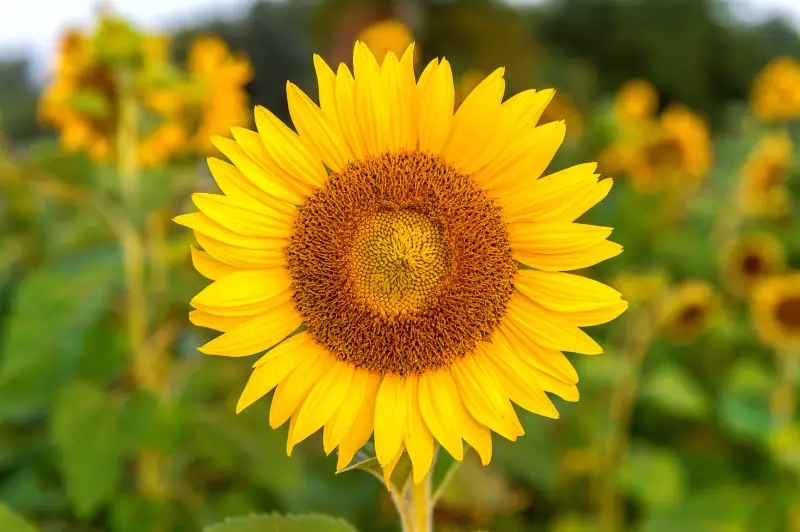 sunflower-natural-background sunflower blooming spring