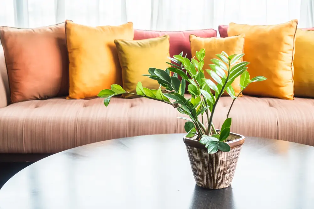 decorative plant living room 