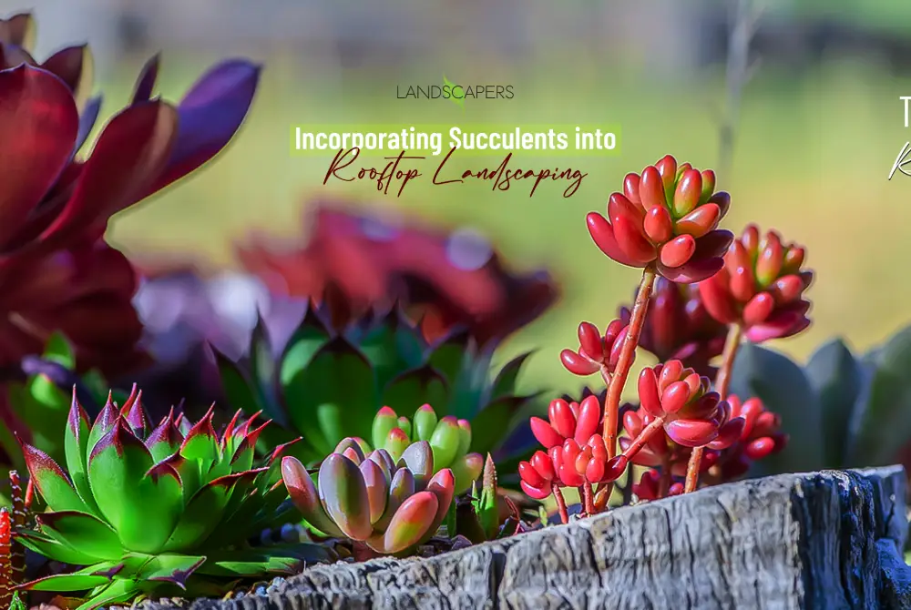 Incorporating-Succulents-into-Rooftop-Landscaping Incorporating Succulents into Rooftop Landscaping