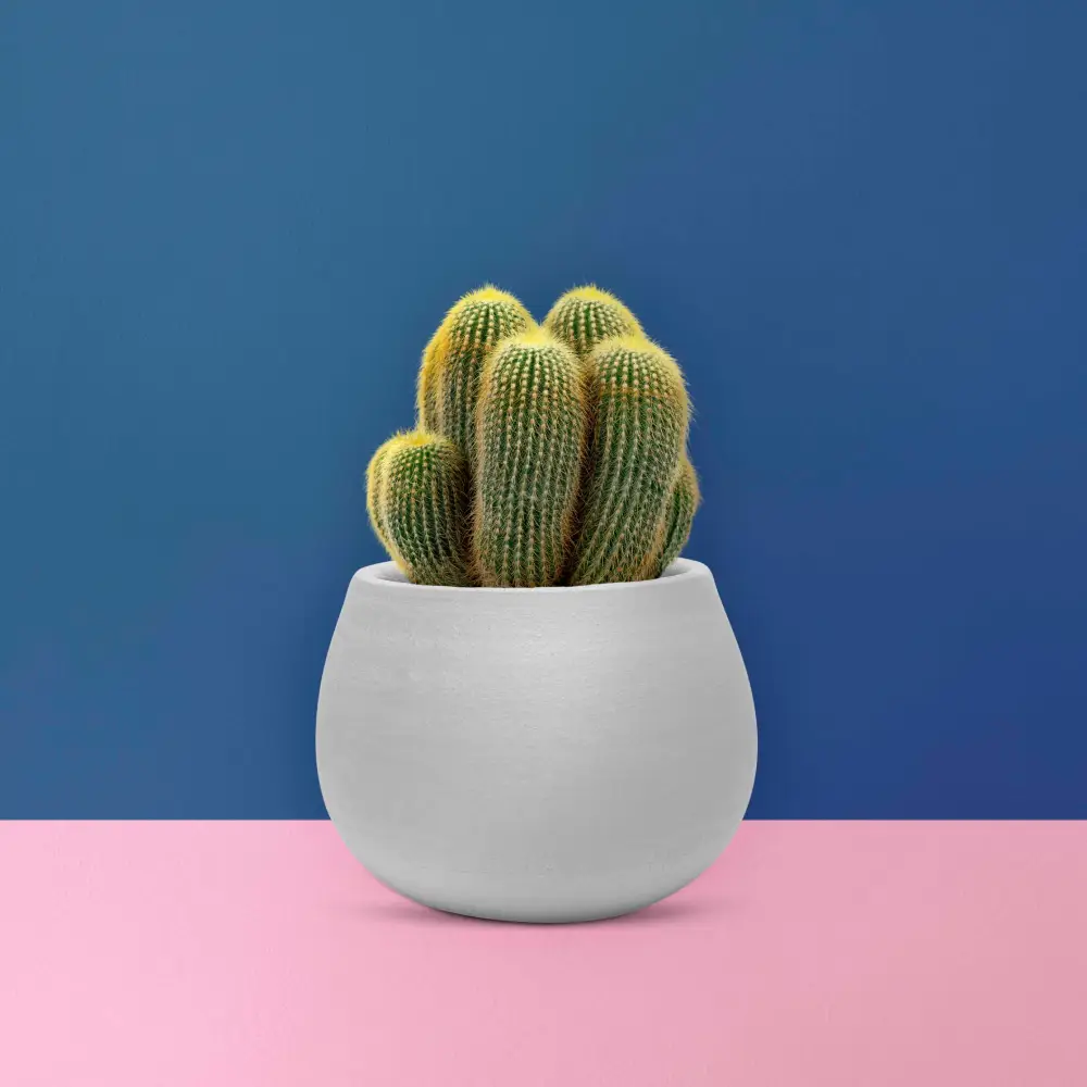 sea sand cactus gray pot