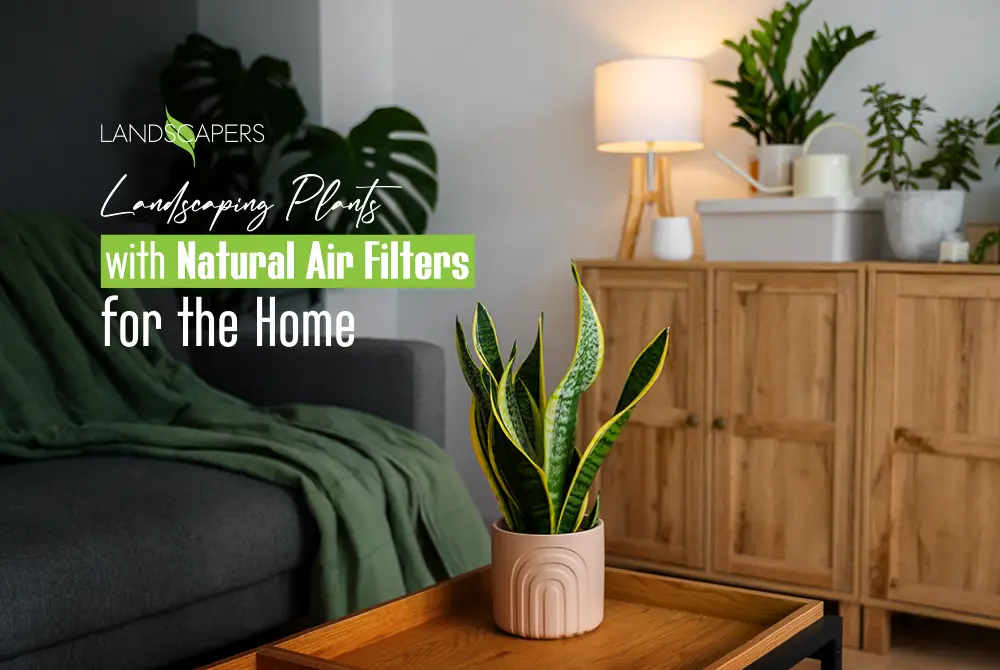 landscaping-plants-with-natural-air-filters Landscaping Plants with Natural Air Filters
