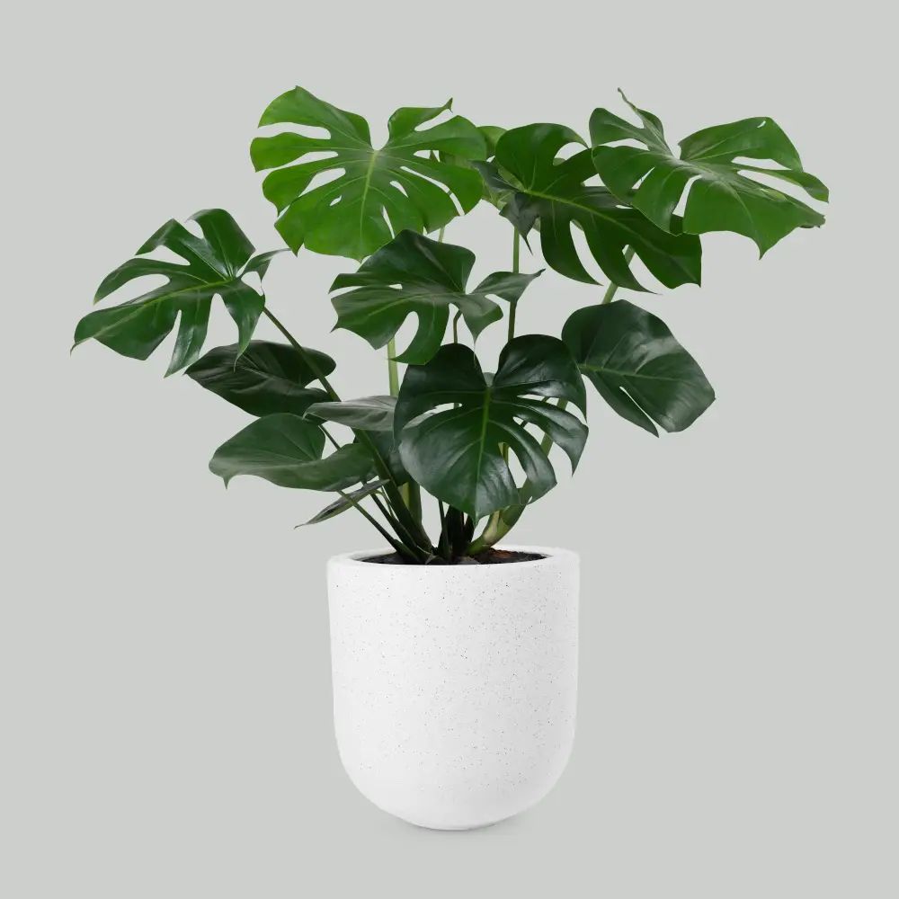 Monstera Deliciosa  Plant Pot