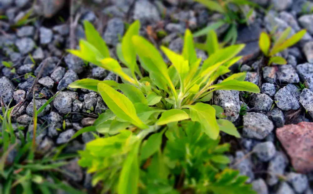 Green plant for Landscaping