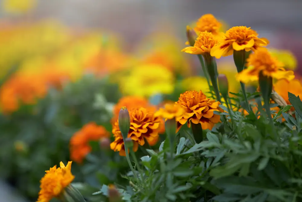 Marigold Blooming Pots
