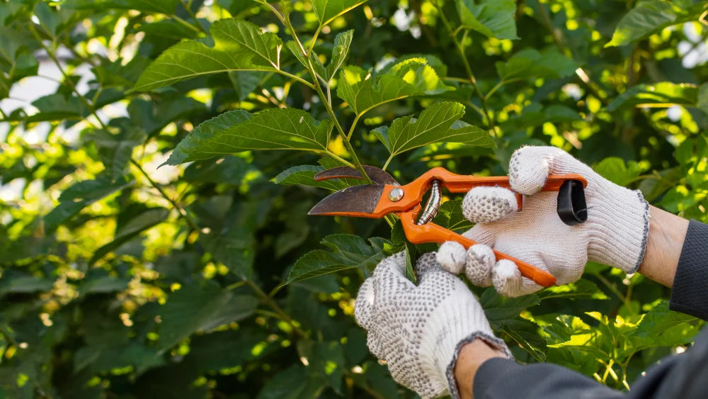 Gardener Taking Care Plants