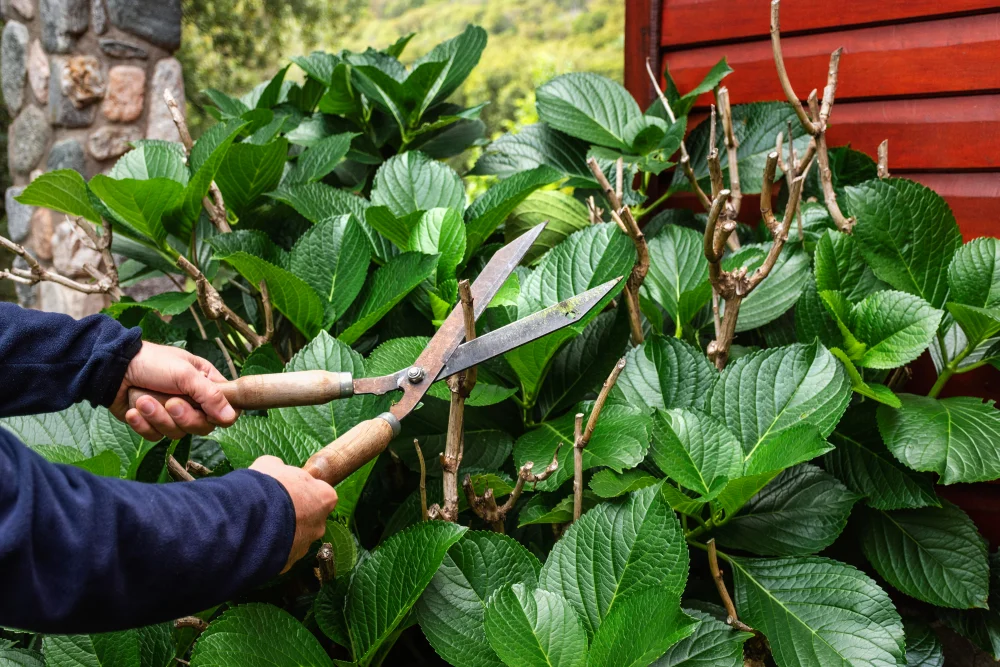 Cutting Plant Leaves