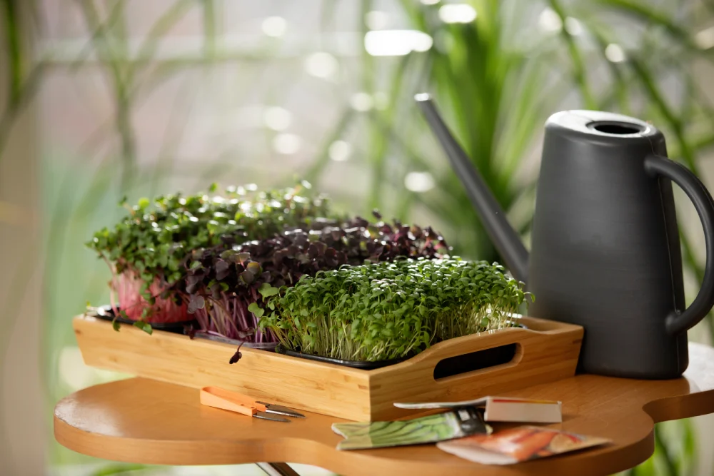 Microgreens growing on a wooden tray, an essential start to an apartment kitchen garden in Dhaka.